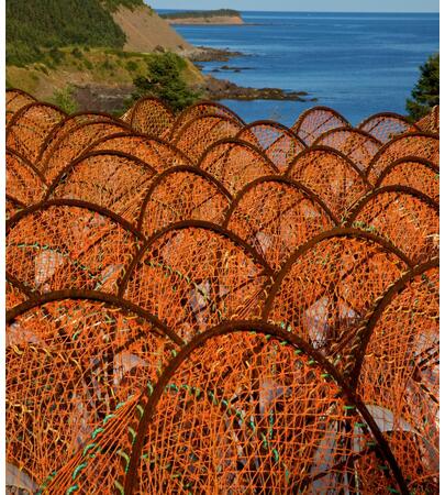 Nets & Traps