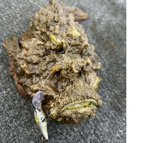 Stonefish